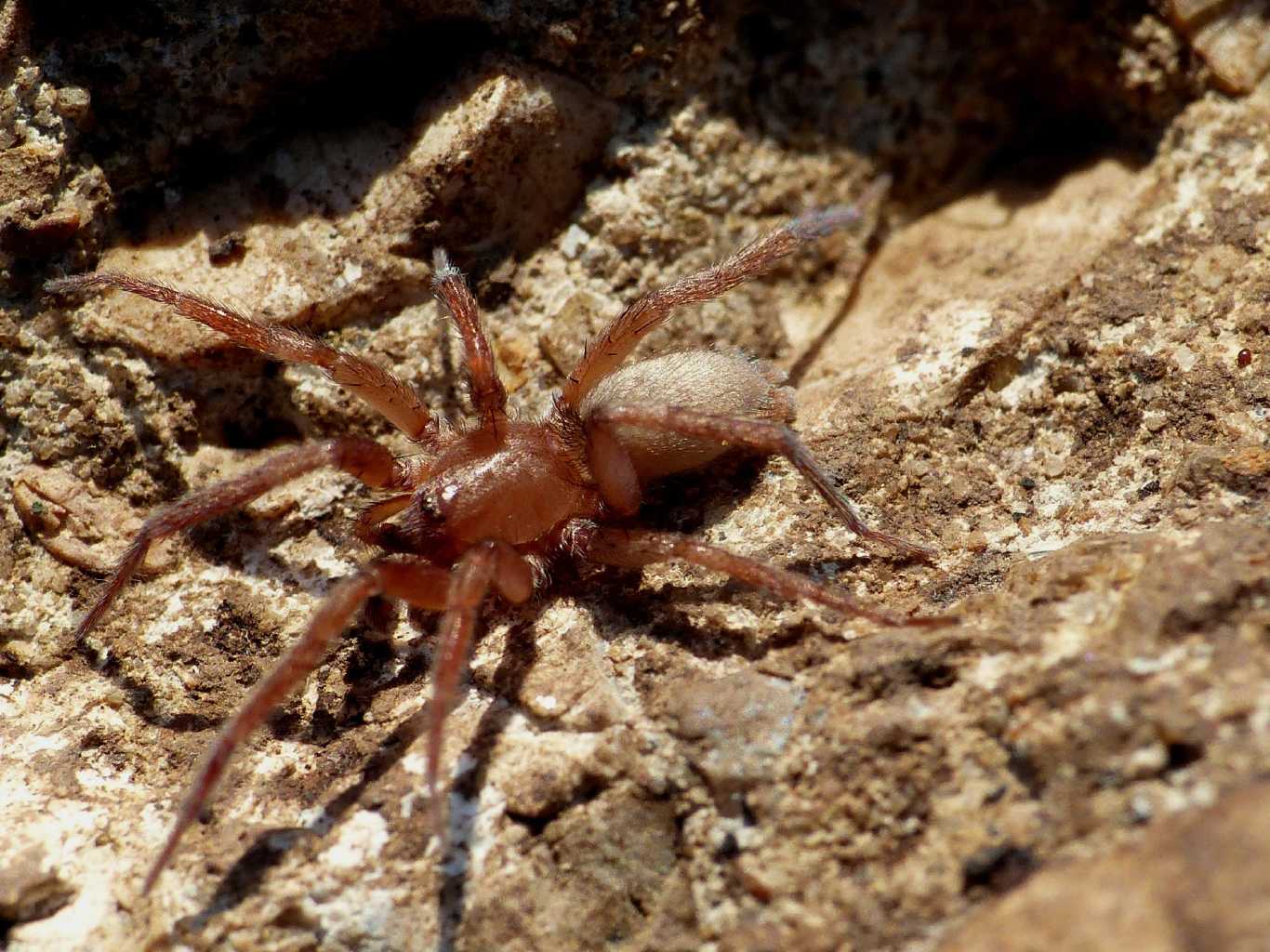 Ragni insieme a formiche Messor ibericus (Anagraphis ochracea)